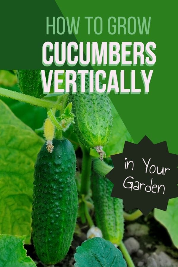 One of my favorite things to grow in the garden is cucumbers. They are so much better than store-bought. Here's how to grow cucumbers vertically.