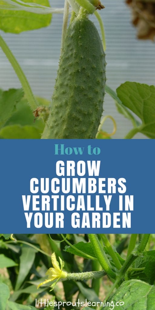 How to Grow Cucumbers Vertically in Your Garden
