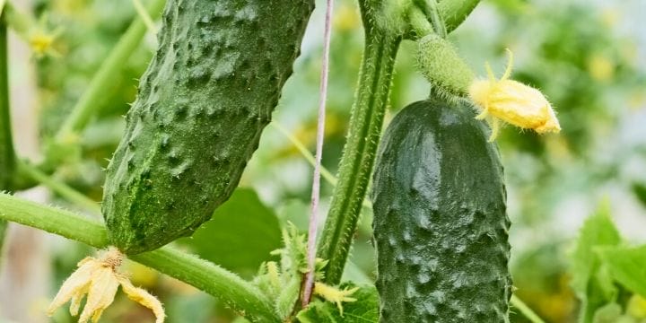 One of my favorite things to grow in the garden is cucumbers. They are so much better than store-bought. Here's how to grow cucumbers vertically.