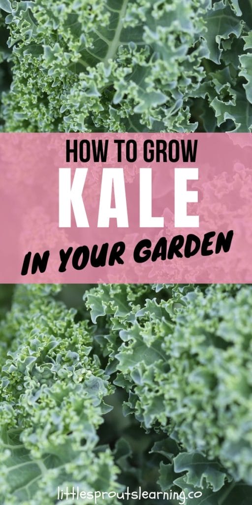 Learn how to grow kale in your vegetable garden. It's nutritious, grows well in many climates, and tasty too. You might be surprised at when it grows best.