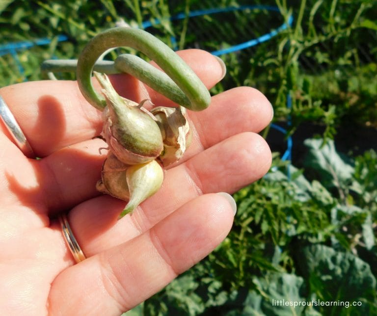 EGYPTIAN WALKING ONIONS: Did you know there was a kind of onion that grows in spring, summer and fall? Did you know there was an onion you could plant once and never have to plant again? Egyptian walking onions will continue to grow themselves year after year in your vegetable garden