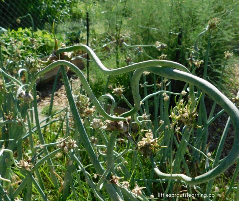 Planting once and reaping harvests year after year is my kind of gardening. There are more perennials to grow in the garden than you might think.