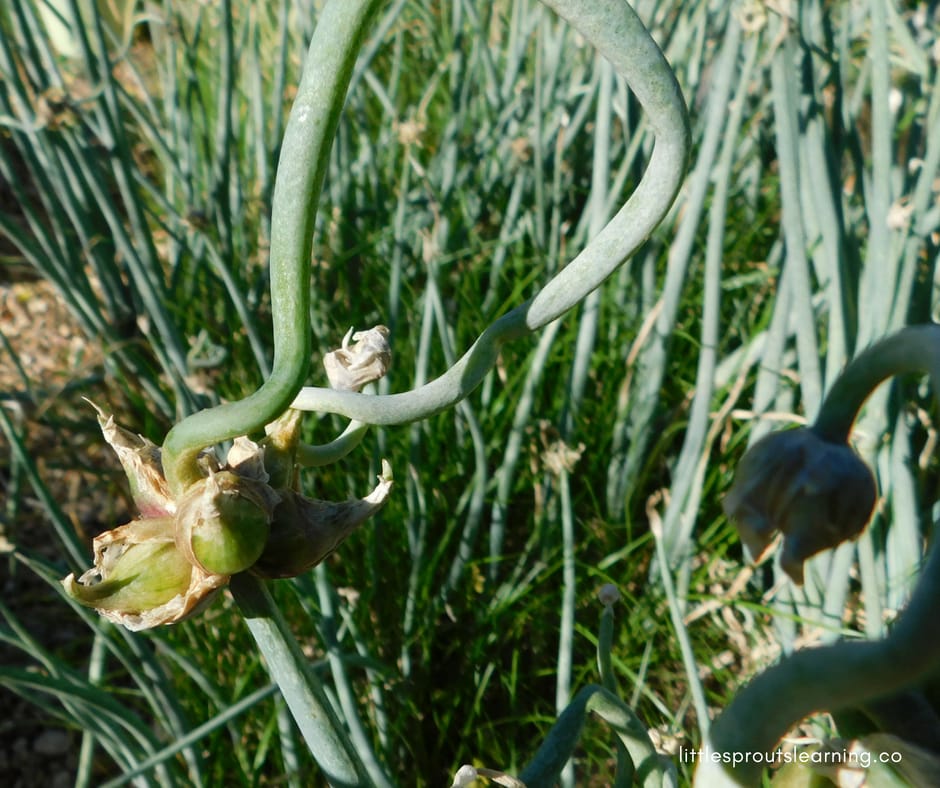 onion curling around