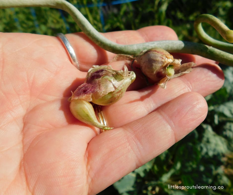 egyptian walking onion seeds being held in a hand