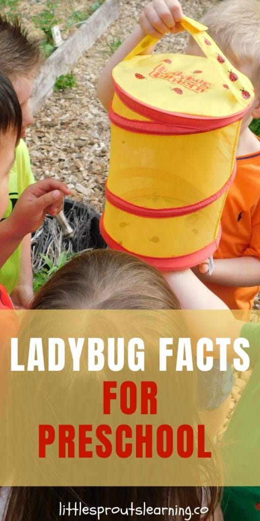 Are your kids enamored with ladybugs? Mine sure are. We love learning everything we can about these beautiful insects. Check out these ladybug facts for kids to learn.