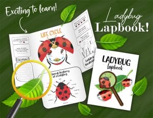 ladybug facts lapbook mock up