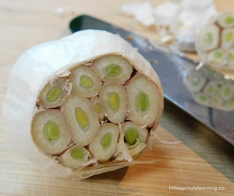 Head of garlic with top portion sliced off for roasting