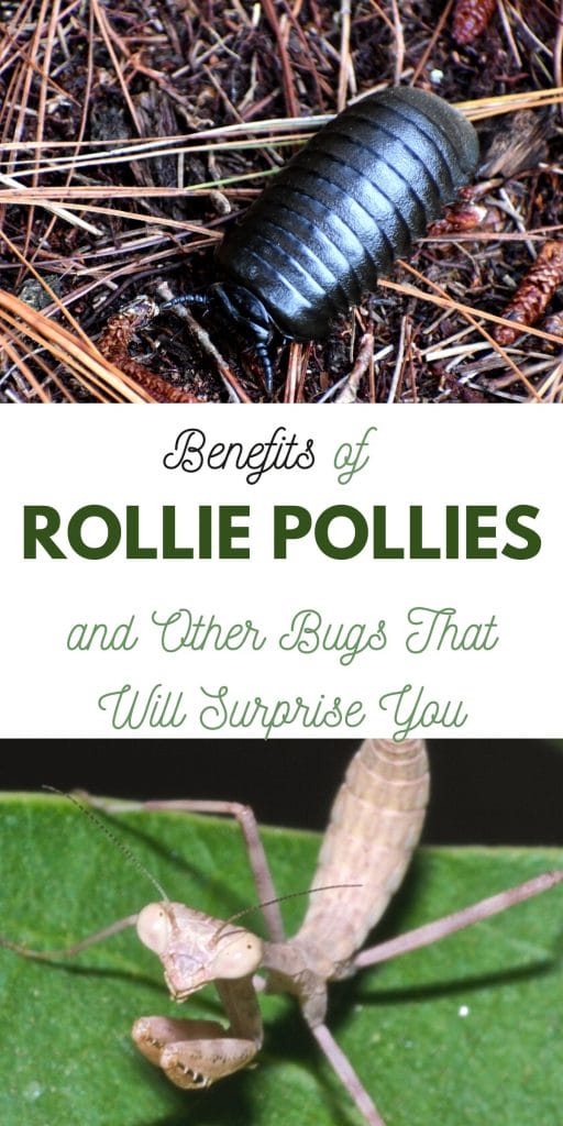 rollie pollie and praying mantis in the garden