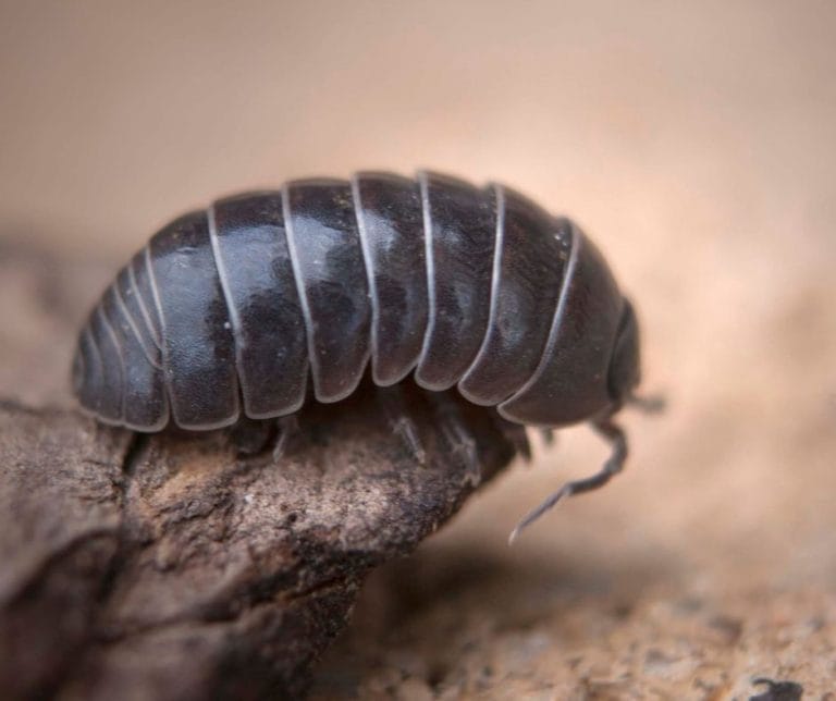Do you see some creepy crawly bugs in the garden and wonder if they are friend or foe? Find out the benefits of rollie pollies and other bugs that will surprise you.