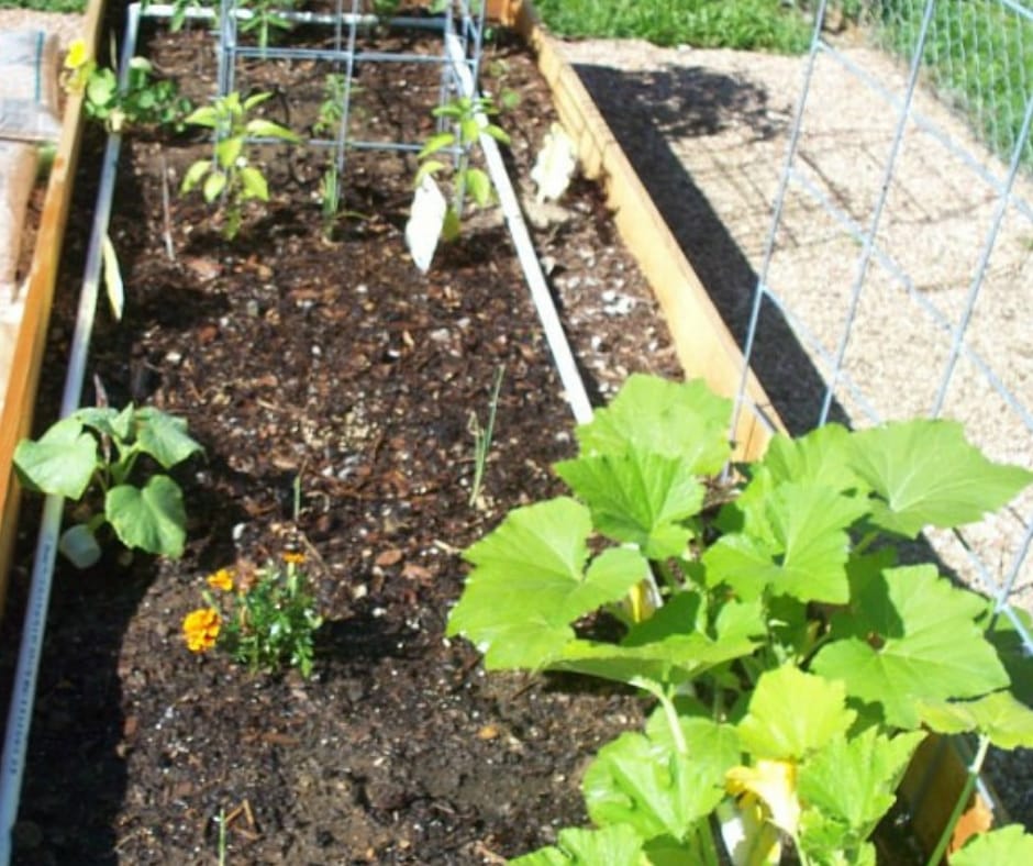 a raised bed with small plants and lovely soil