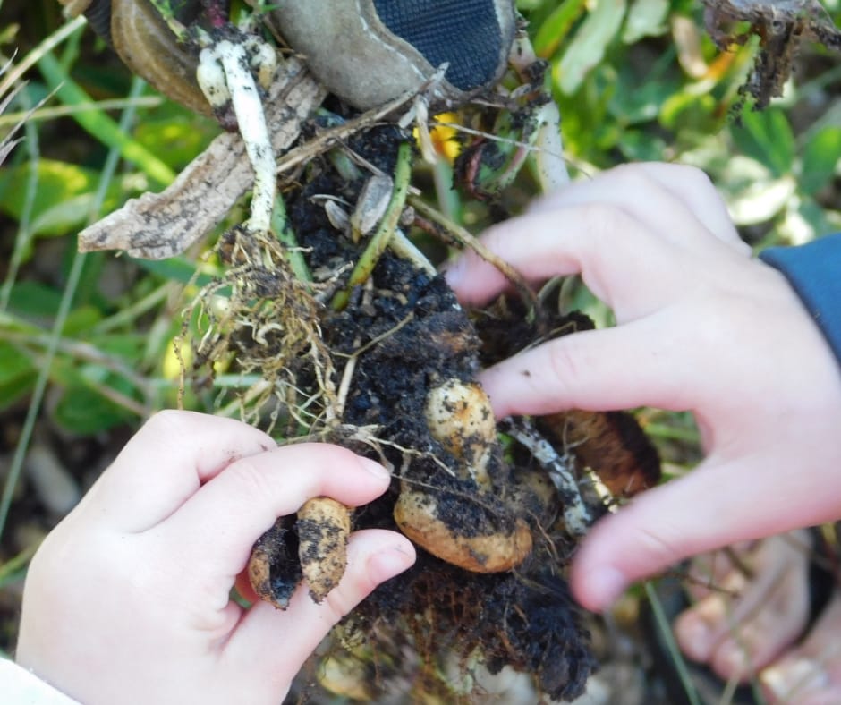 kids growing peanuts, little fingers picking peanuts off the vine