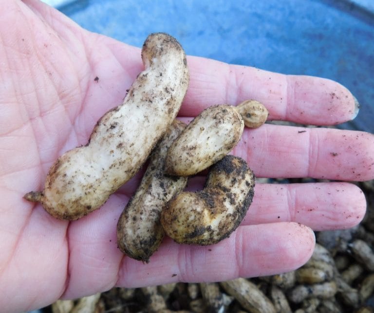 Peanut growing and harvesting is super easy if you have a nice long hot summer. We tried growing peanuts this past garden season and it was really cool.