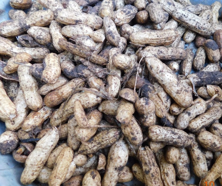 peanuts fresh from the garden in a pile with some mud on them