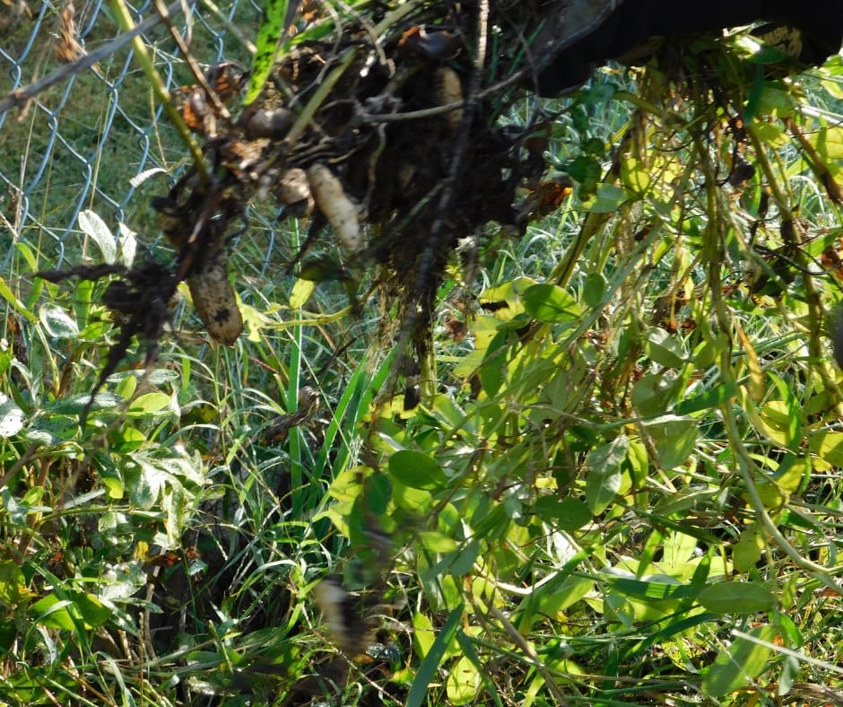 digging up peanut plants