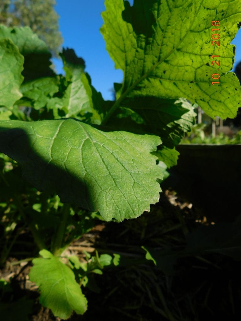 radish growing in a container