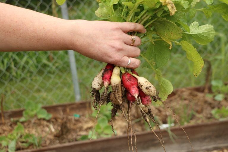 Growing radishes is super simple. They are one of the easiest vegetables to grow in your garden. They grow great in containers too. Find out more