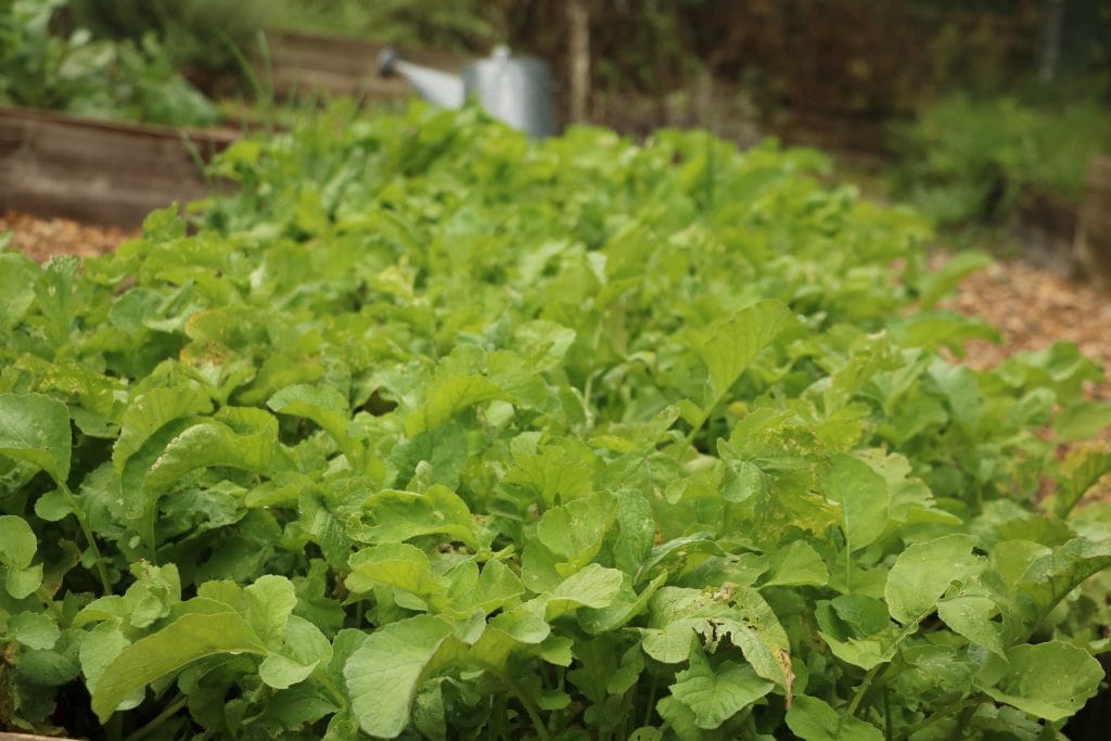 Container full of radishes growing