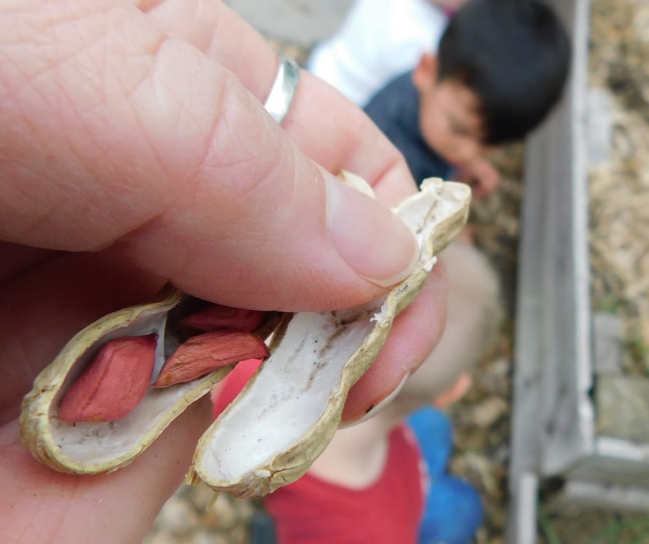 peanuts in the shell