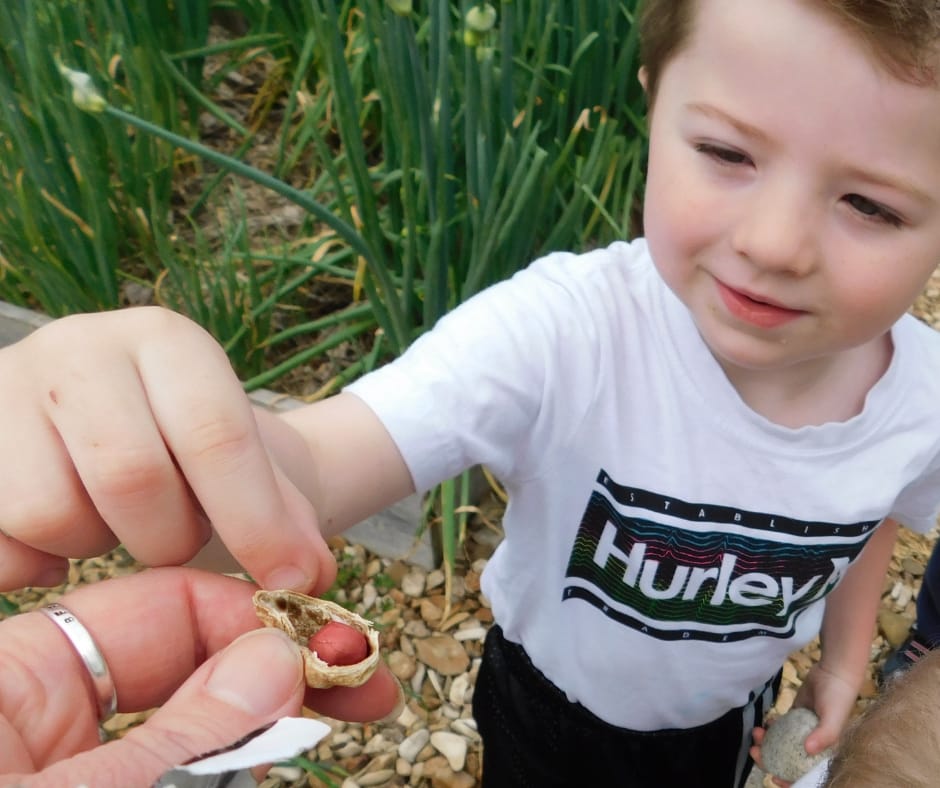 peanut growing with kids