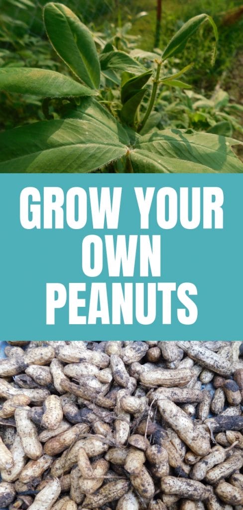 home grown peanuts just harvested with mud on them and a peanut plant