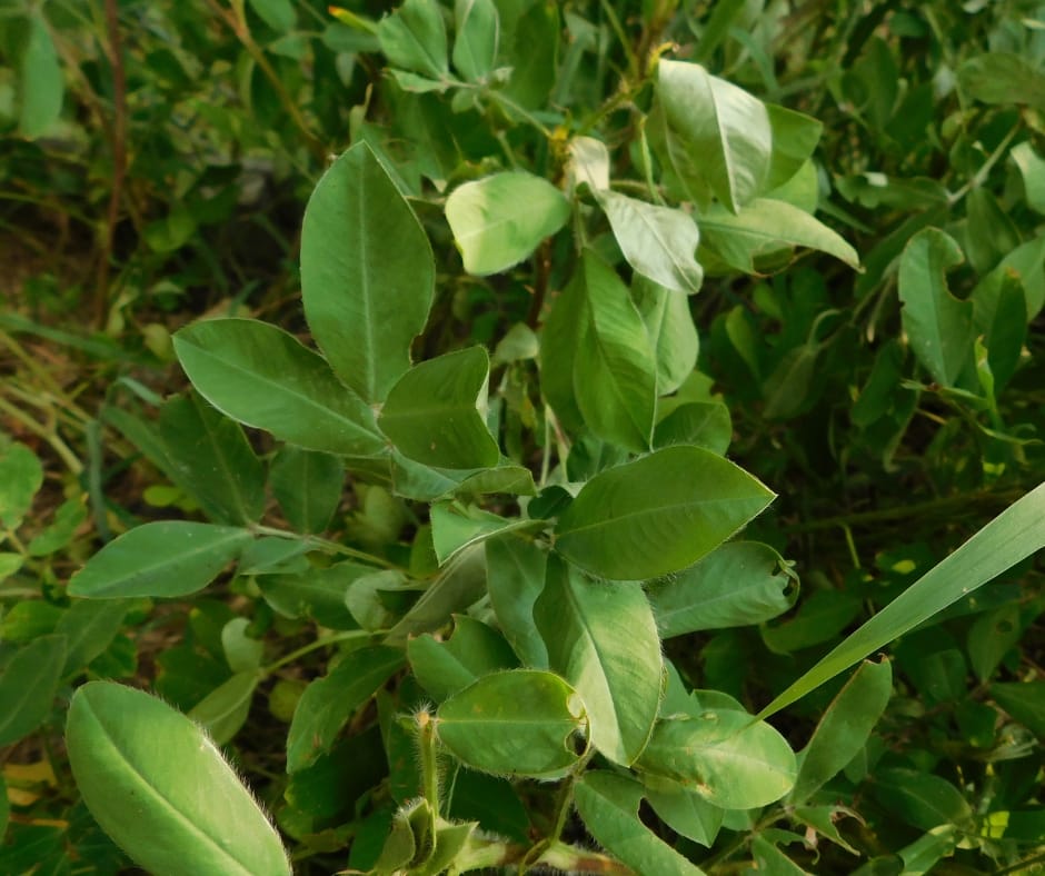peanut plant