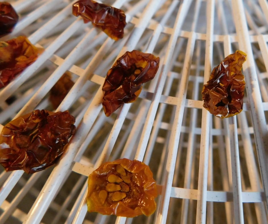 dried cherry tomatoes in dehydrator on tray