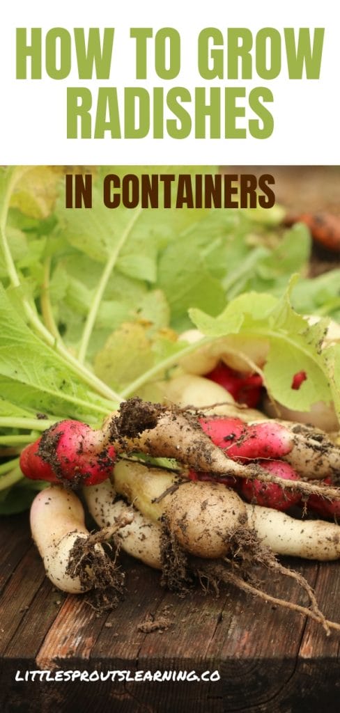 pile of freshly picked radishes on a table with dirt still on them