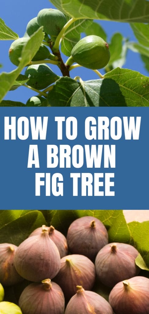 fresh figs and fig leaves