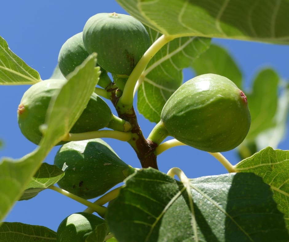 Brown fig bush with green underripe figs