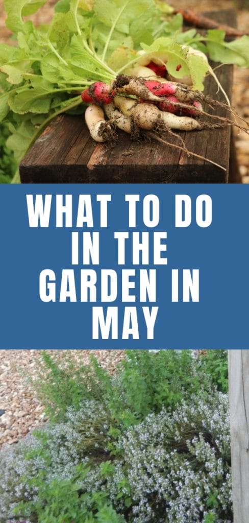 In zone 7 the garden is really picking up in May. Find out more about what needs to be done in the garden during this time of year.
