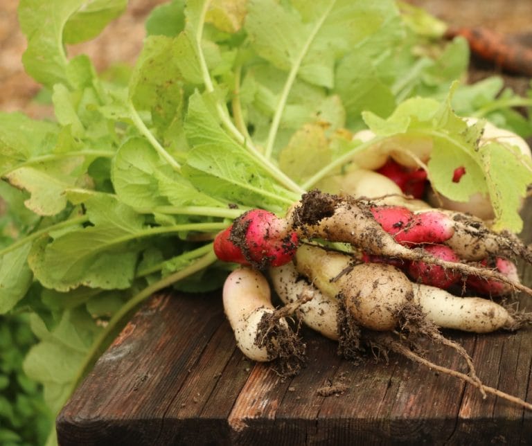 In zone 7 the garden is really picking up in May. Find out more about what needs to be done in the garden during this time of year.