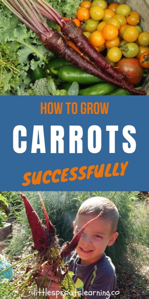 garden fresh vegetables in a bucket, broccoli, tomatoes, peppers, kale, herbs, and carrots and a child holding carrots he picked
