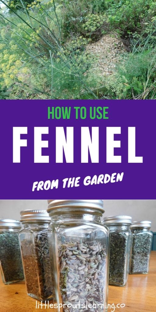 fennel growing in the garden and jars of fennel seeds on the table with other herbs