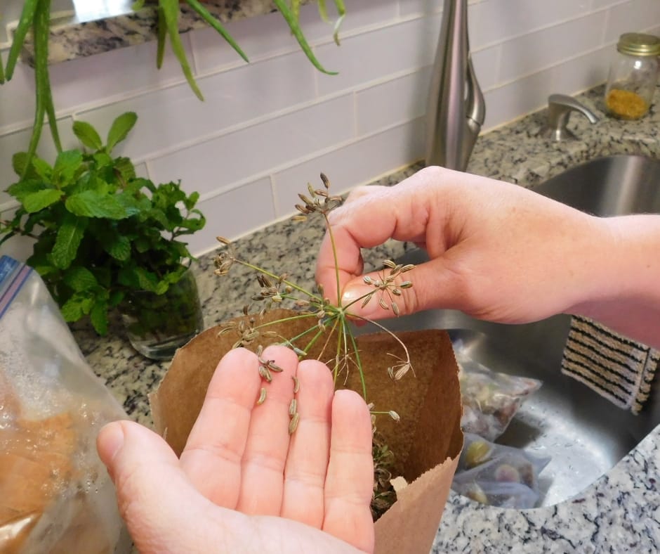 Dried seeds heads off of fennel plants