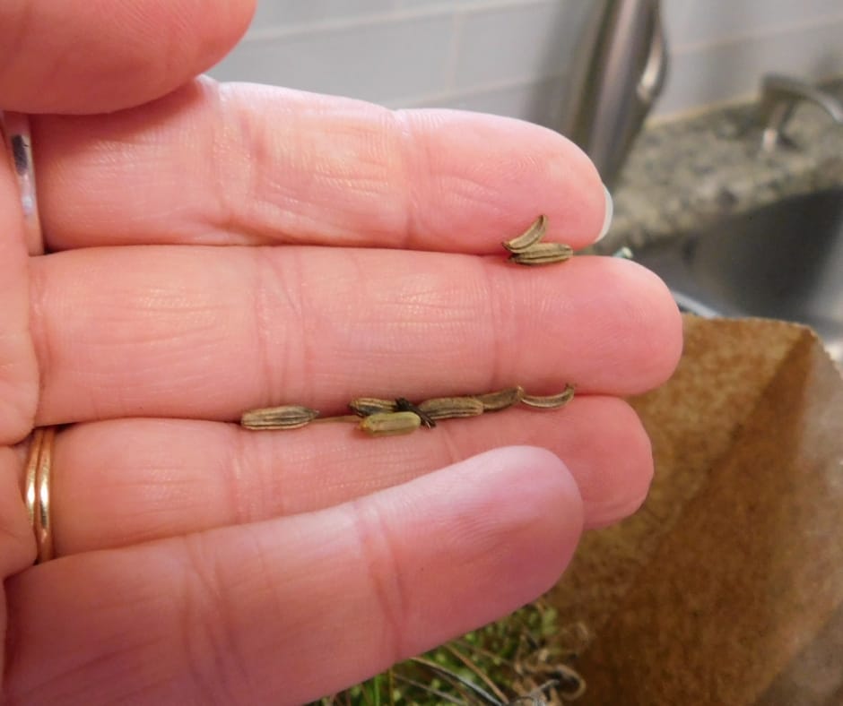 You can grind seeds from the fennel in your garden to make ground fennel powder and you can dry your own fennel too for fennel spice.
