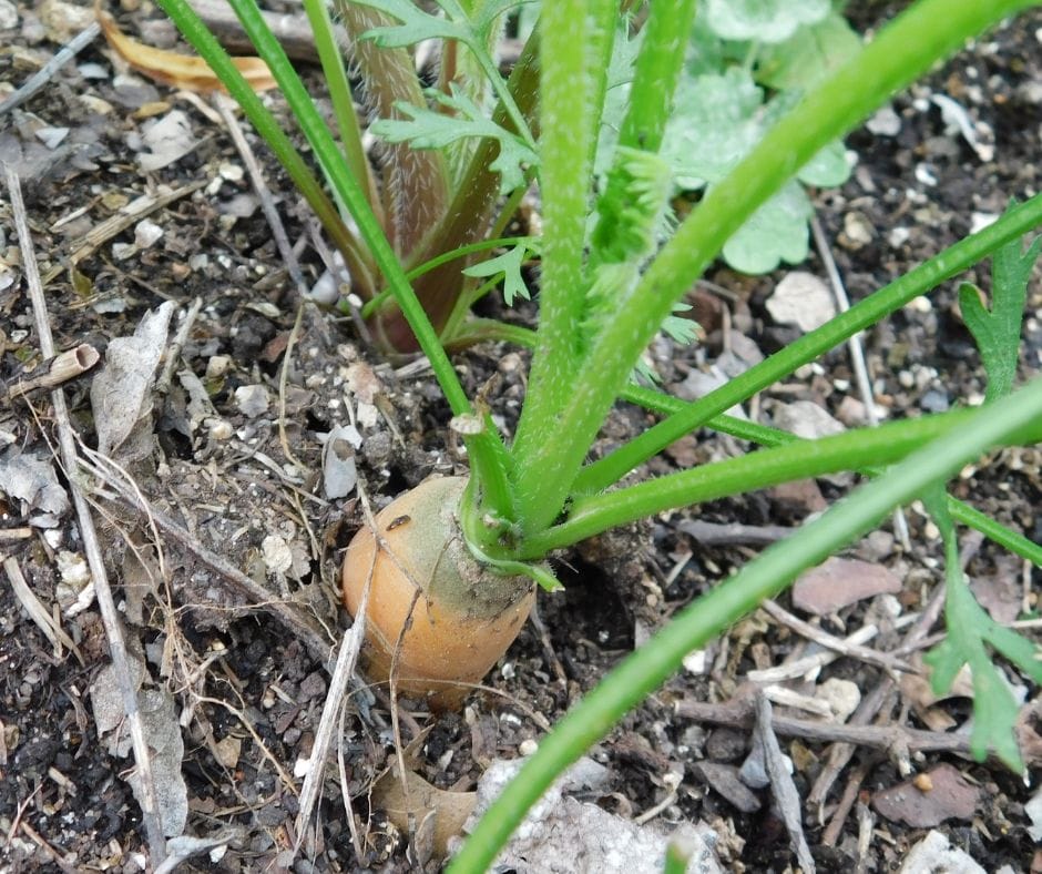 carrot with shoulders peeking up out of the ground in the garden