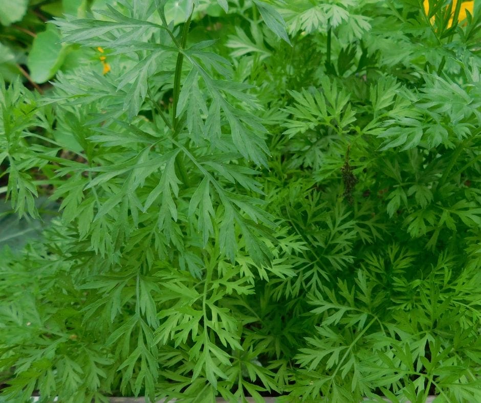 carrots growing in the garden in november