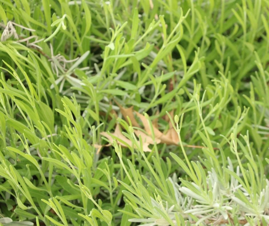 young lavender plant in the garden