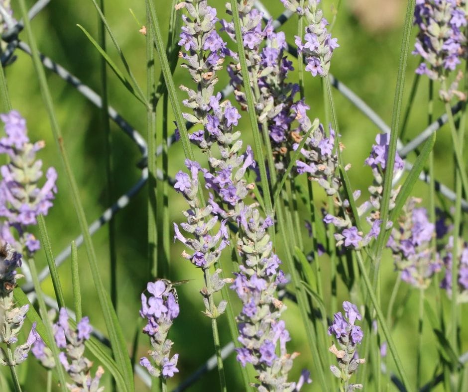 lavender with flowers in the garden