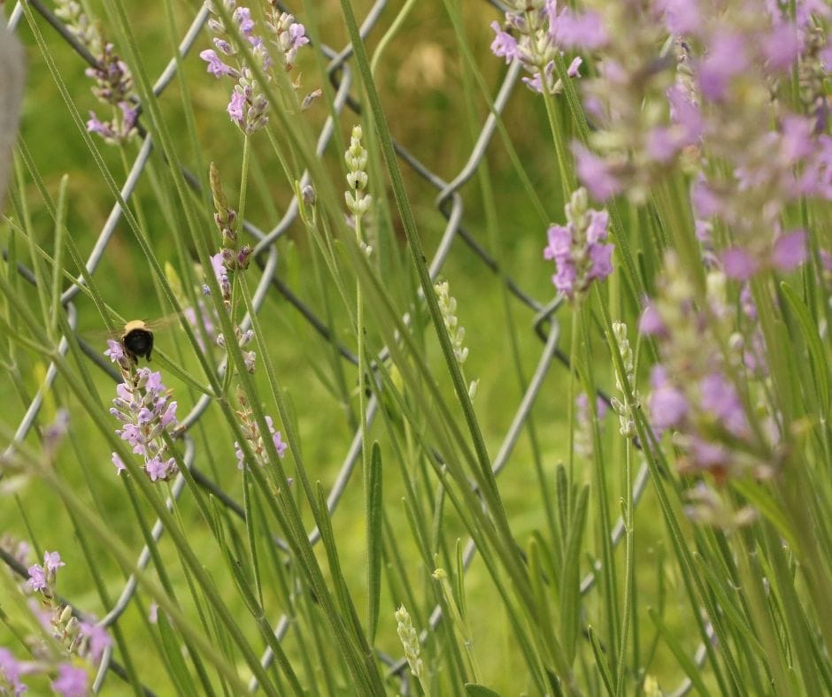bee on lavender in the garden