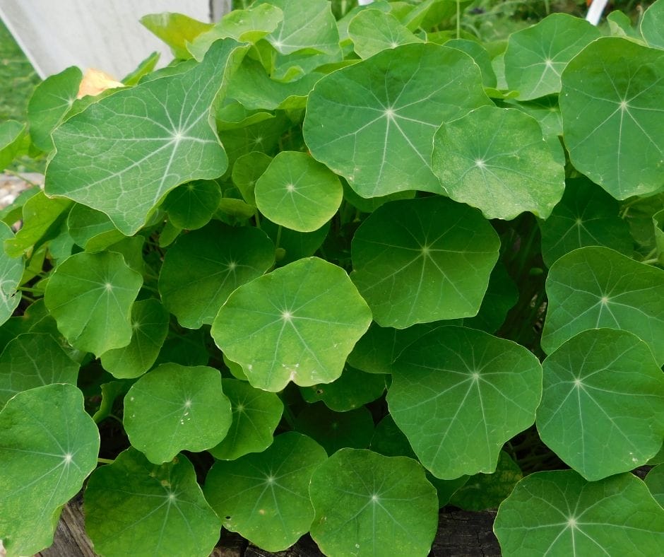 Nasturtium leaves in a round mound on the plant