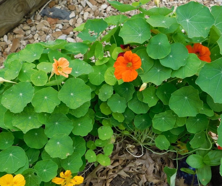Yellow and orange nasturtiums on the plant