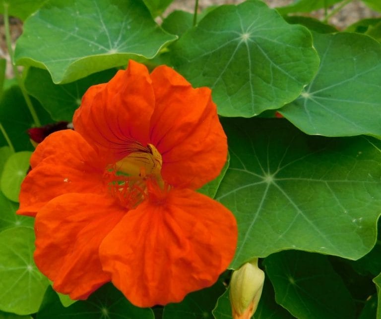 Growing nasturtiums gives you beauty, draws pollinators, are even attract garden pests away from your vegetable plants in the garden.