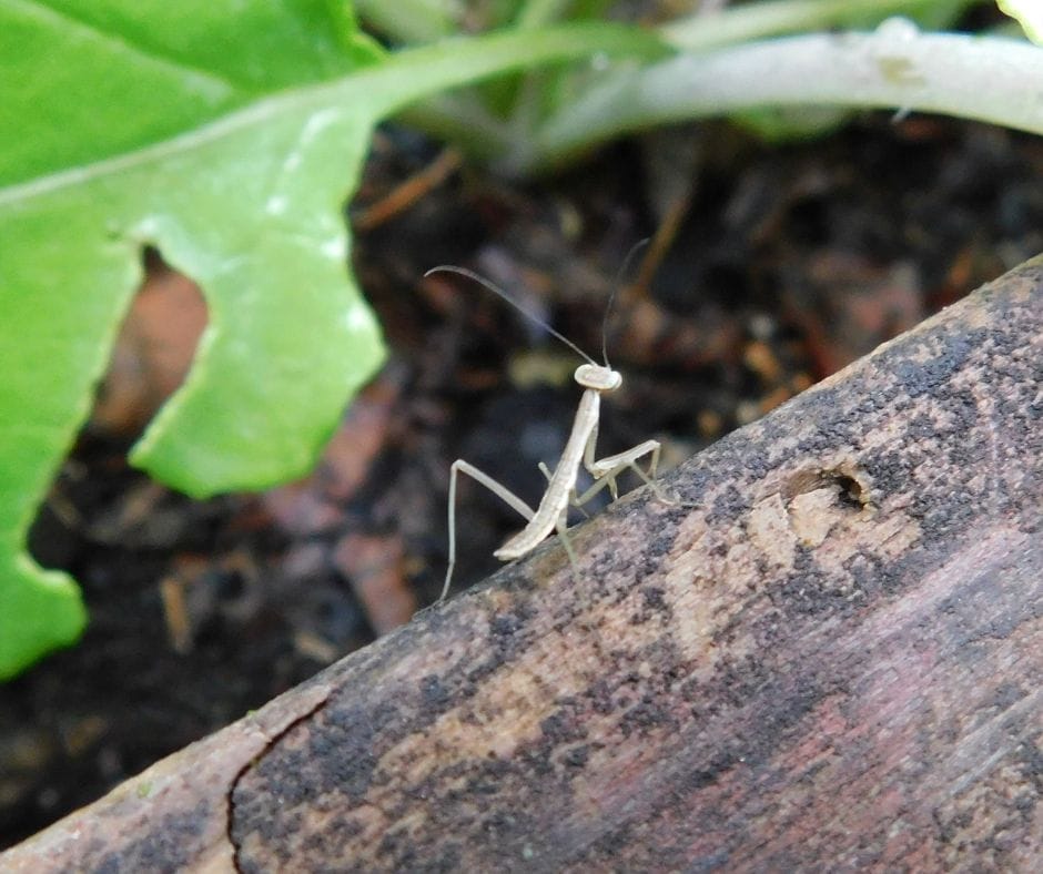 praying mantis in the garden on a wooden rail
