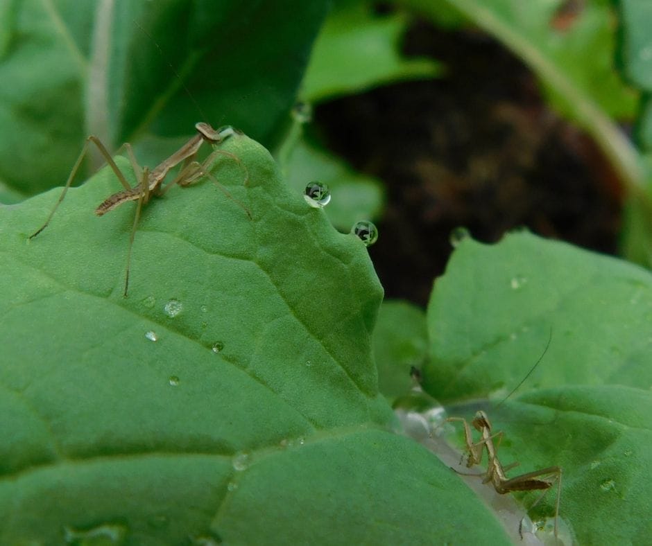 Praying mantis on a leaf in the garden