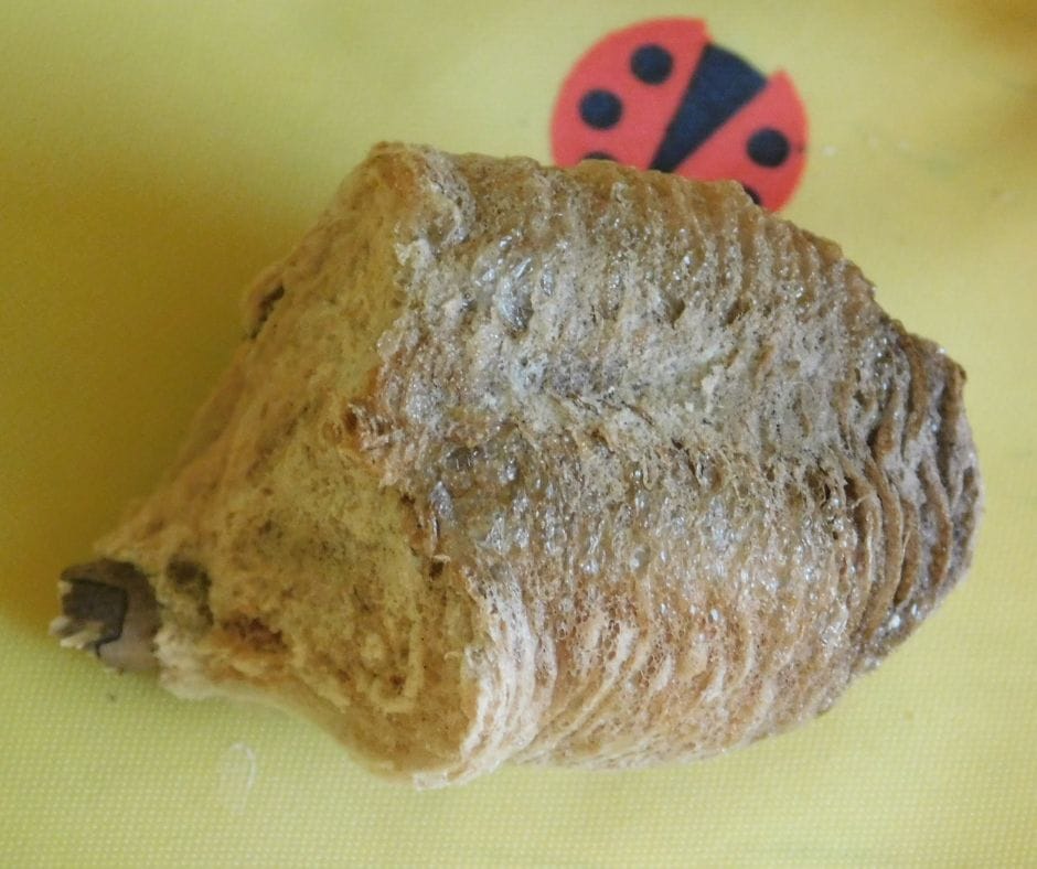 praying mantis egg casing