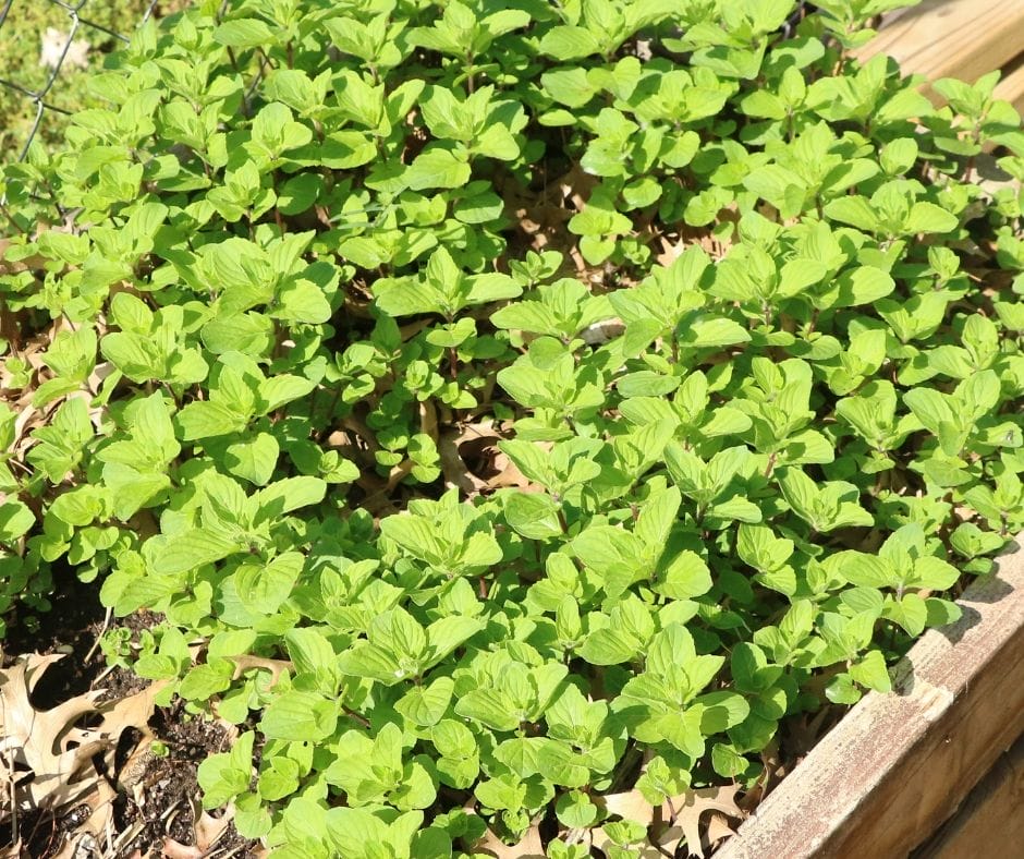 mint bed in the garden