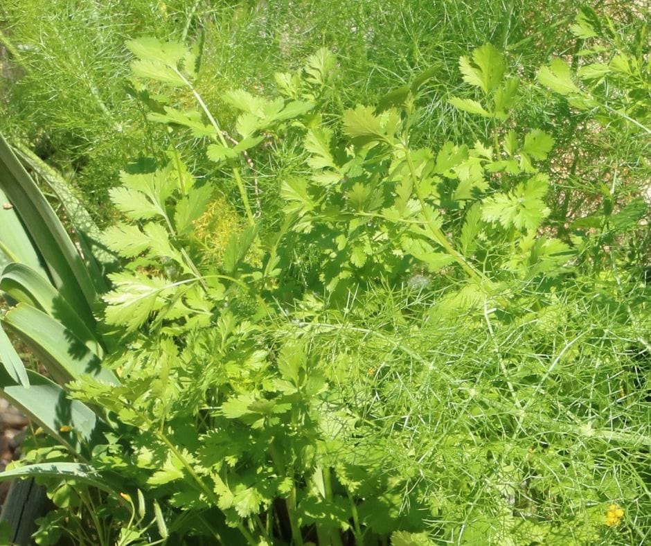 cilantro in the herb garden