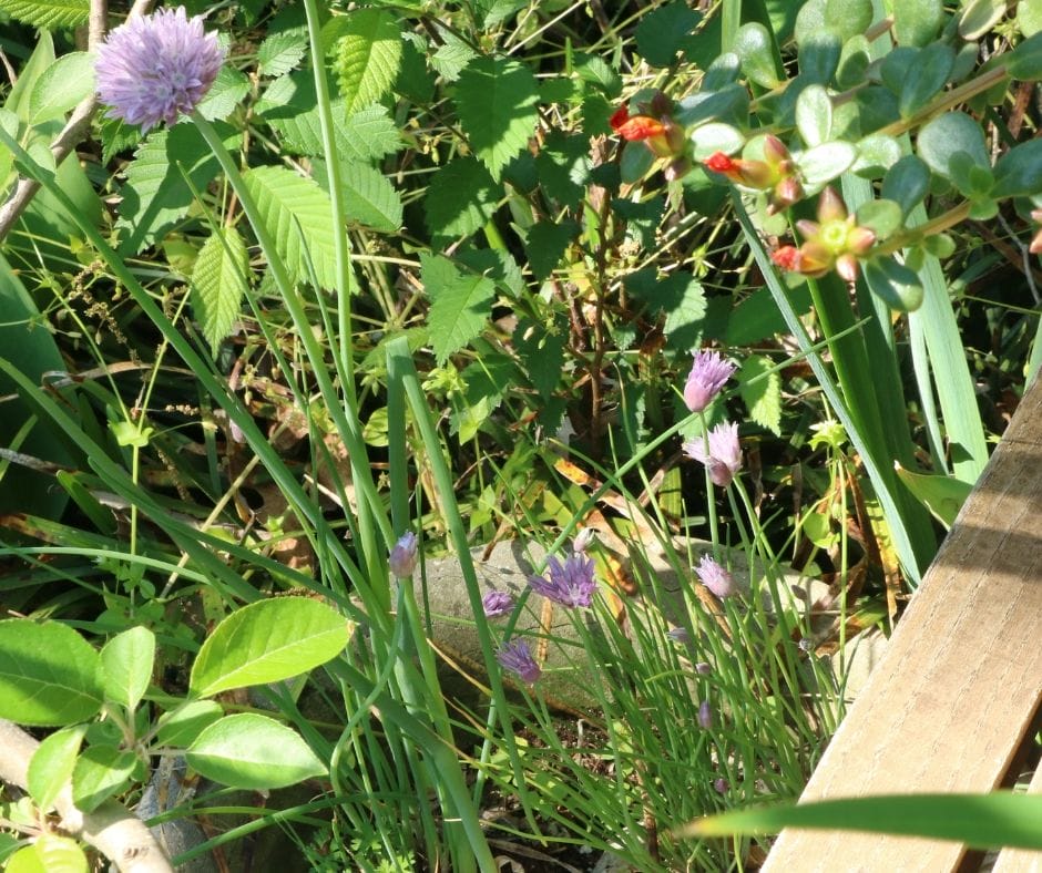 chives in the garden