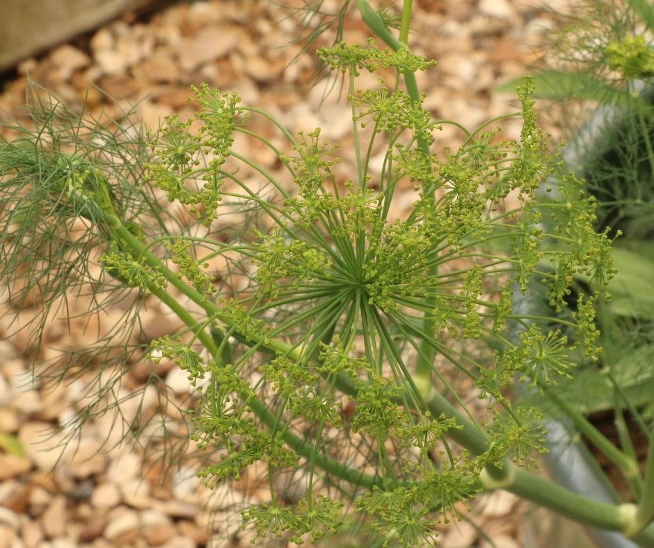 dill seed head in the garden